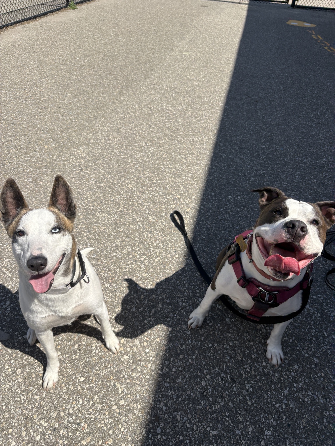 Frankie and Flexx sitting together outdoors